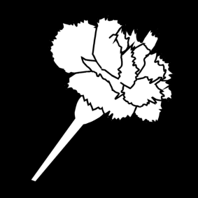 carnation