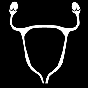 uterus
