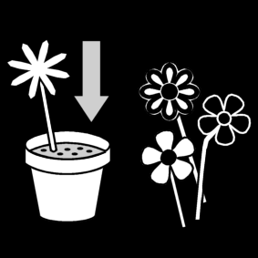 arrange flowers