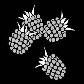 blackberries
