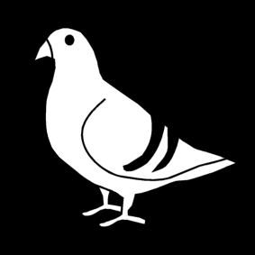 pigeon