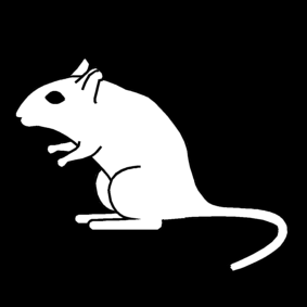 gerbil