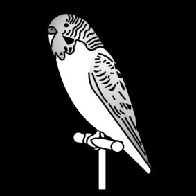 budgie / grass parakeet