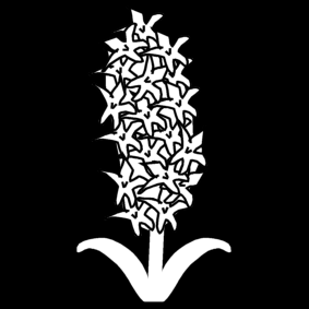 hyacint