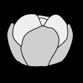 cabbage