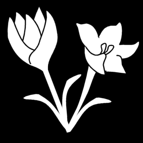 crocus