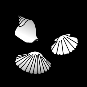 shells