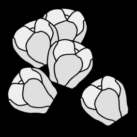 sprouts