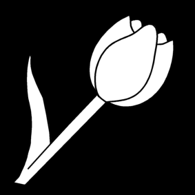 tulip