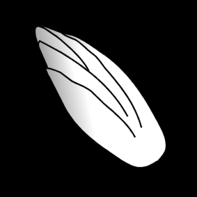 chicory