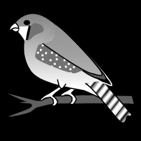 zebra finch